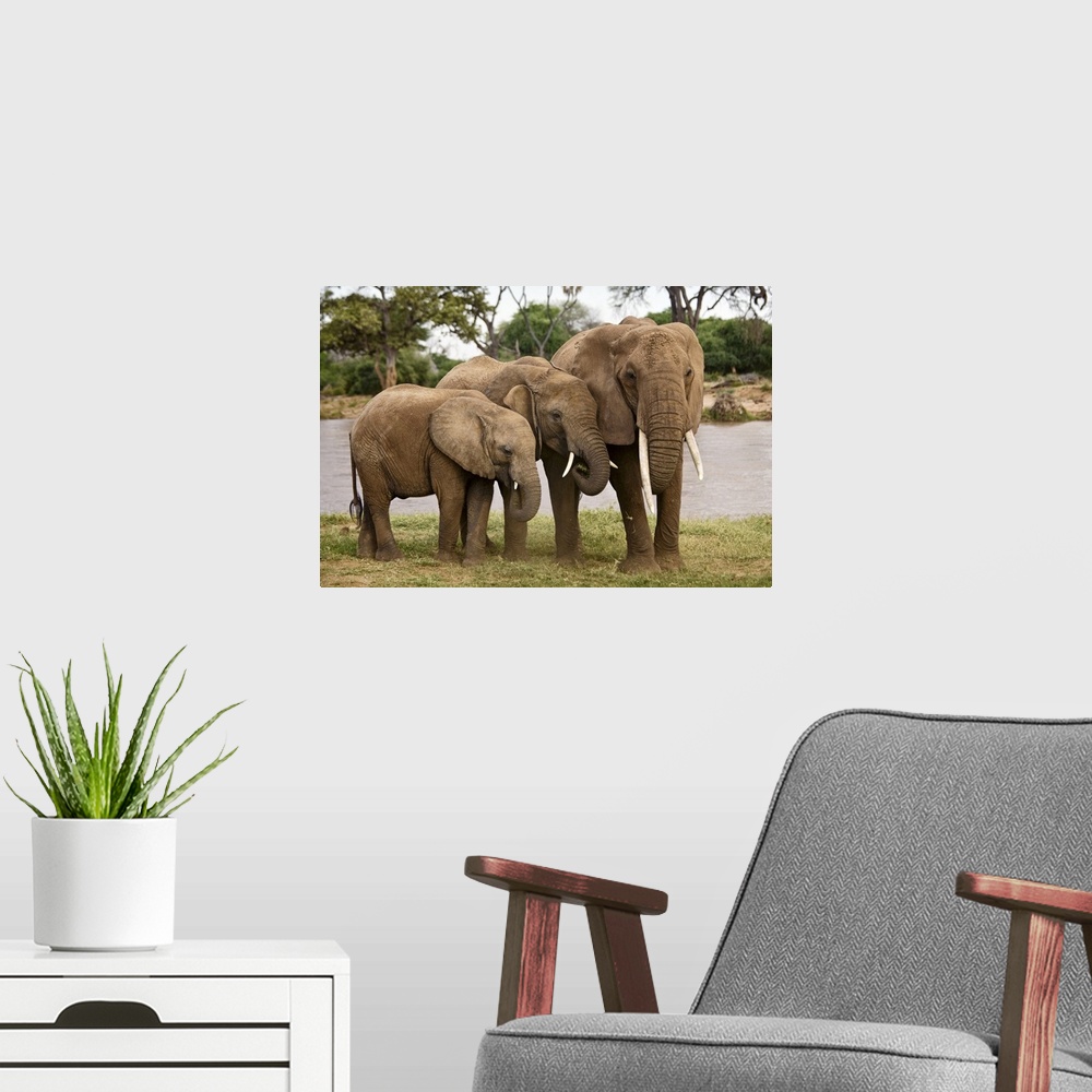 A modern room featuring Wildlife photograph of three elephants standing close together on the African plains.