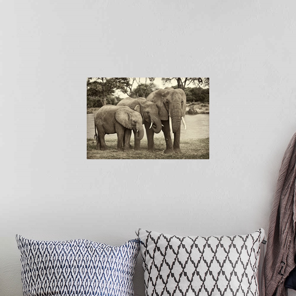 A bohemian room featuring Large monochromatic photograph showcases a group of three heavy plant-eating mammals displaying t...