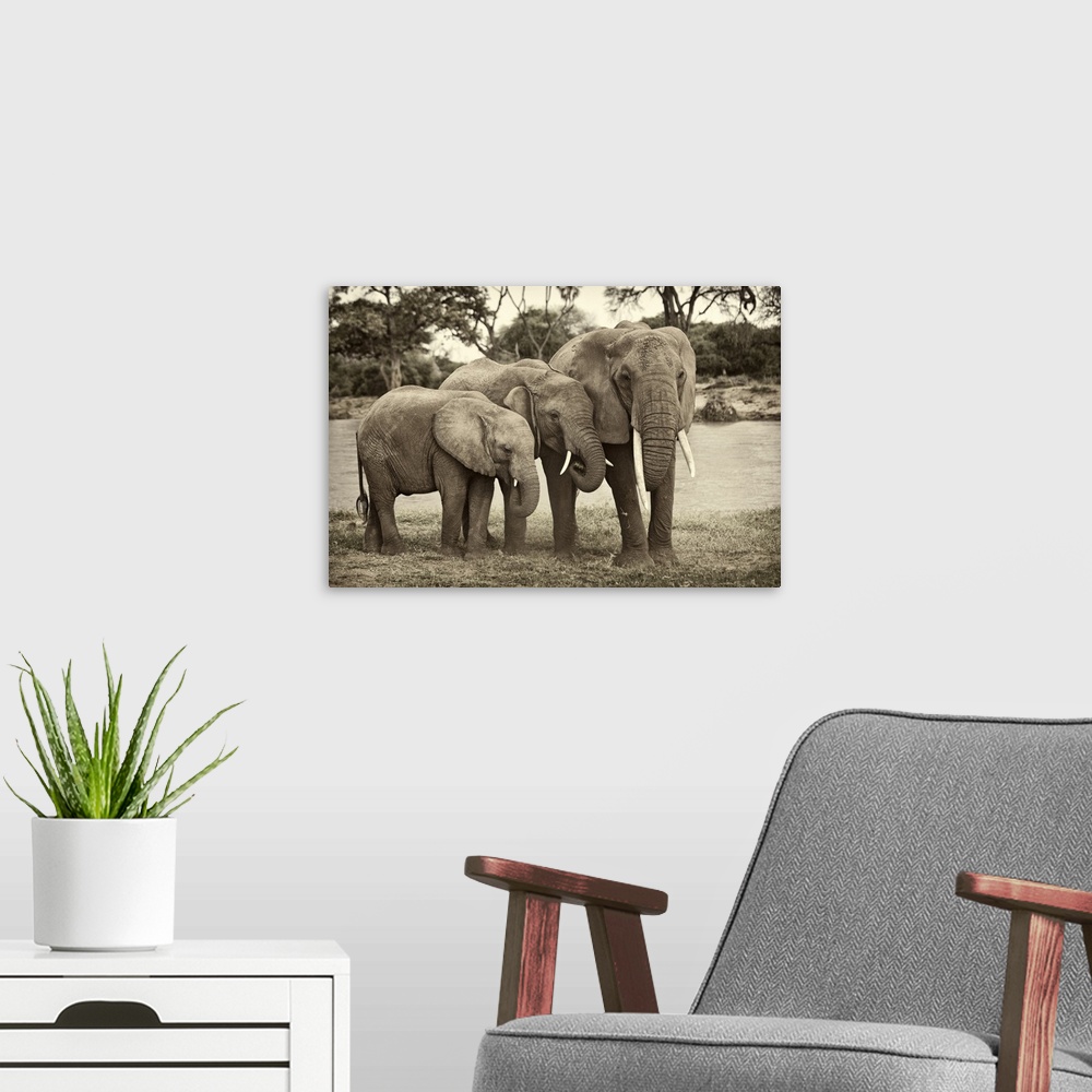 A modern room featuring Large monochromatic photograph showcases a group of three heavy plant-eating mammals displaying t...