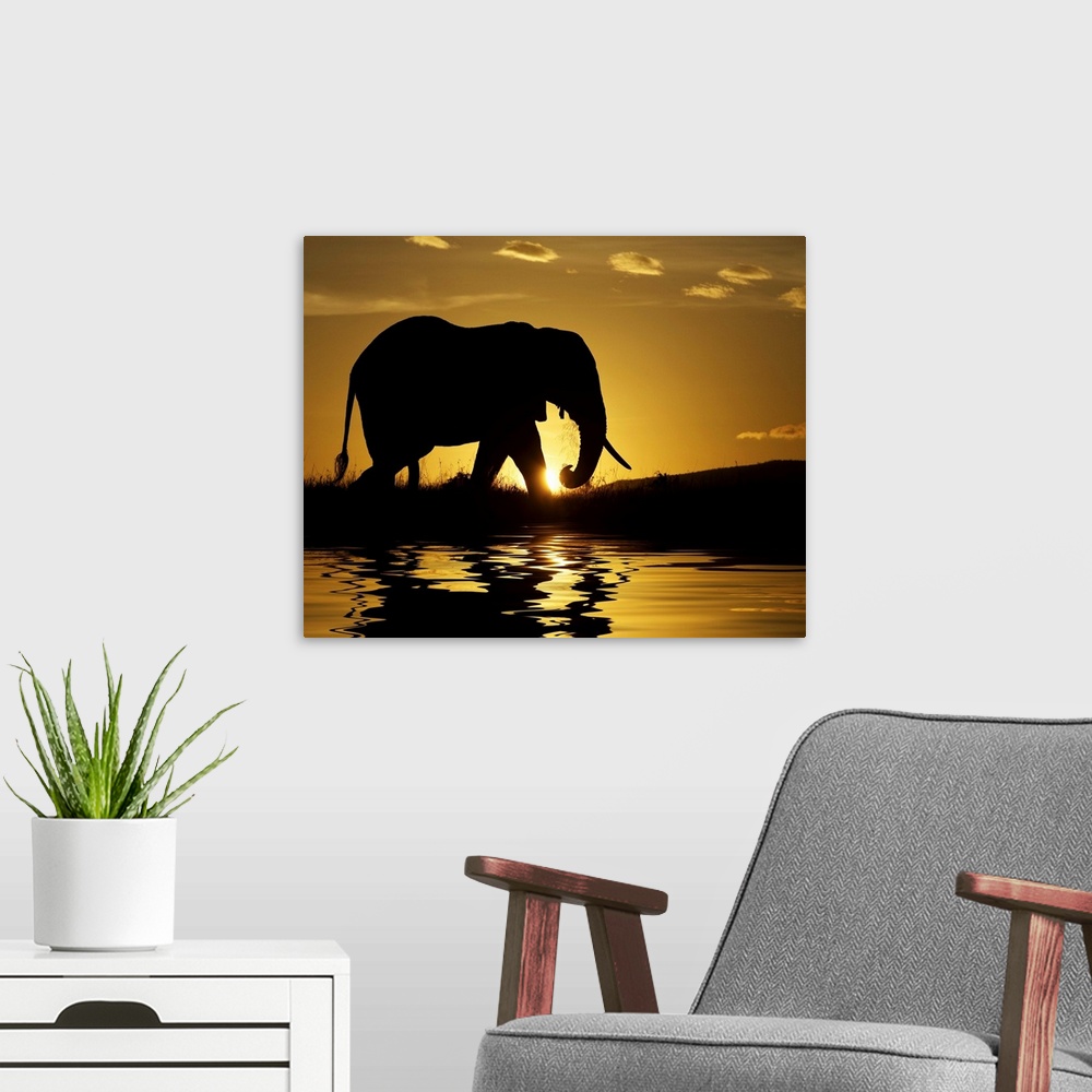 A modern room featuring Photograph of tusked animal at waterhole at dawn.