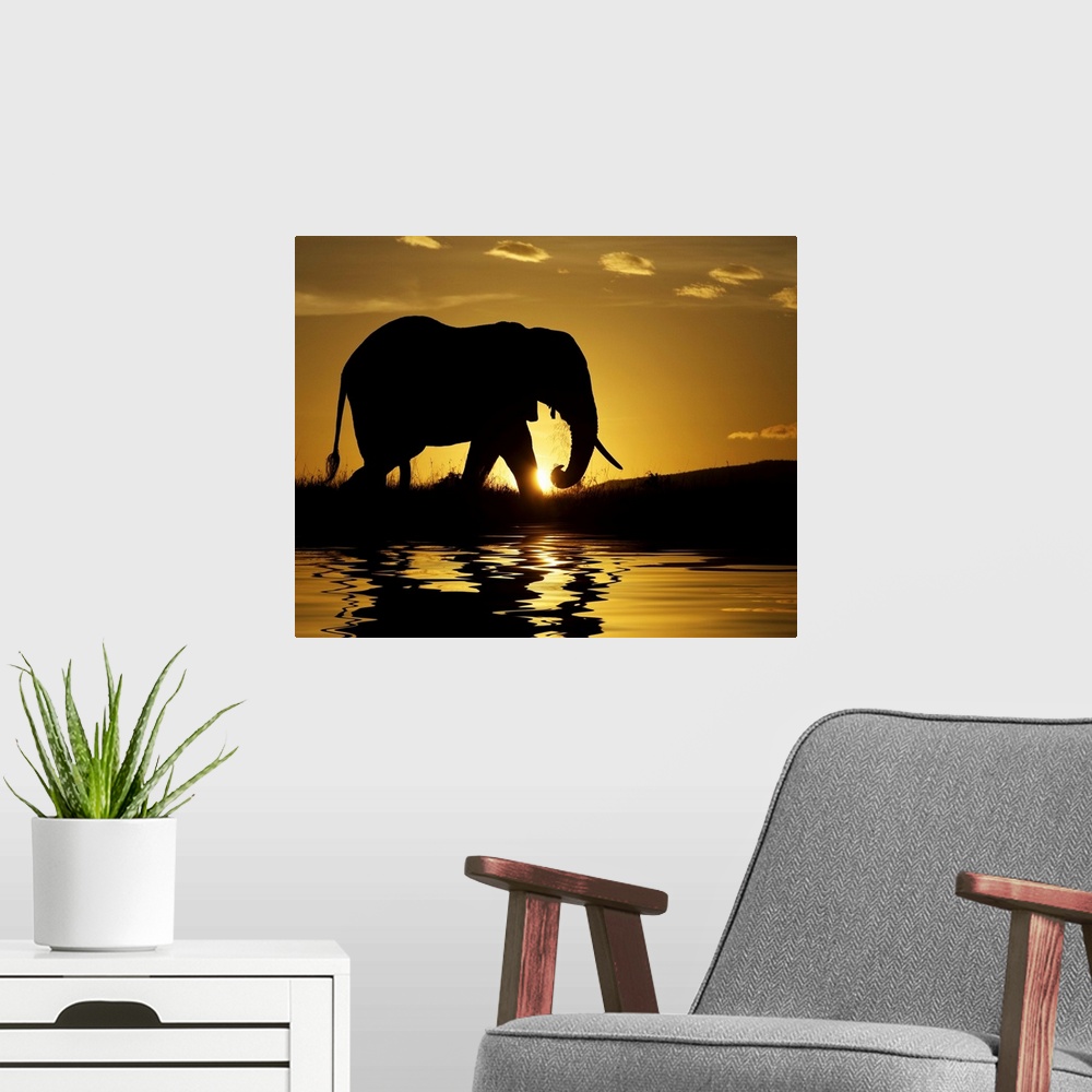 A modern room featuring Photograph of tusked animal at waterhole at dawn.