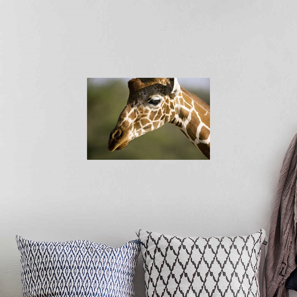 A bohemian room featuring African Giraffe