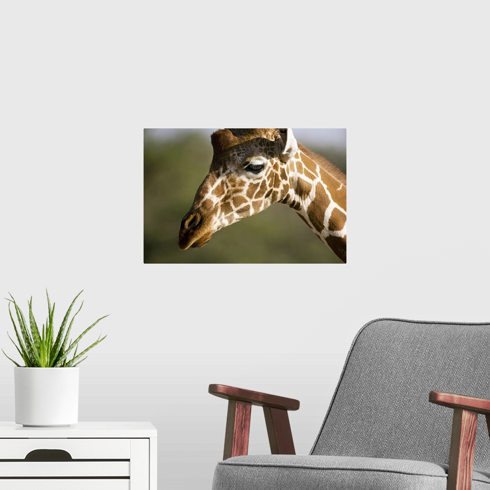 A modern room featuring African Giraffe