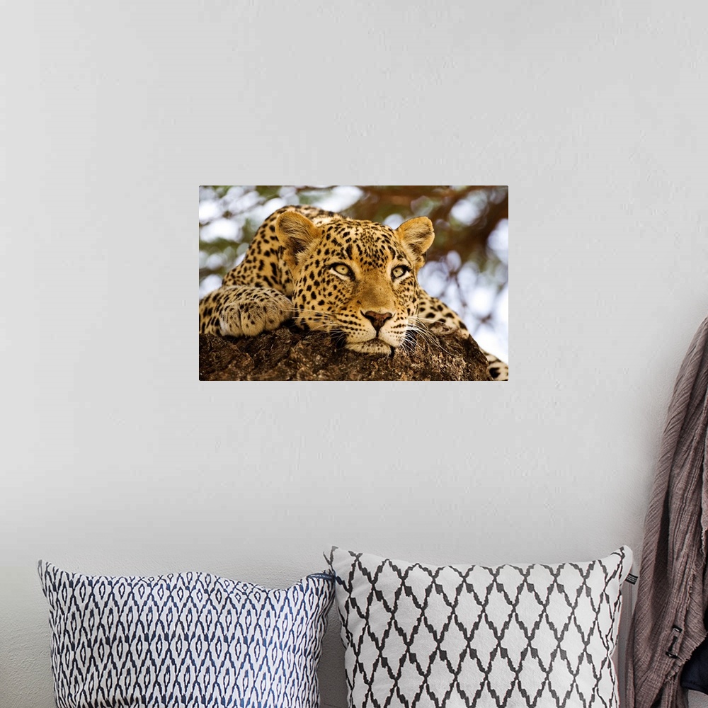 A bohemian room featuring A close up photograph of a lazy, big cat resting on a rock while watching something out of frame.