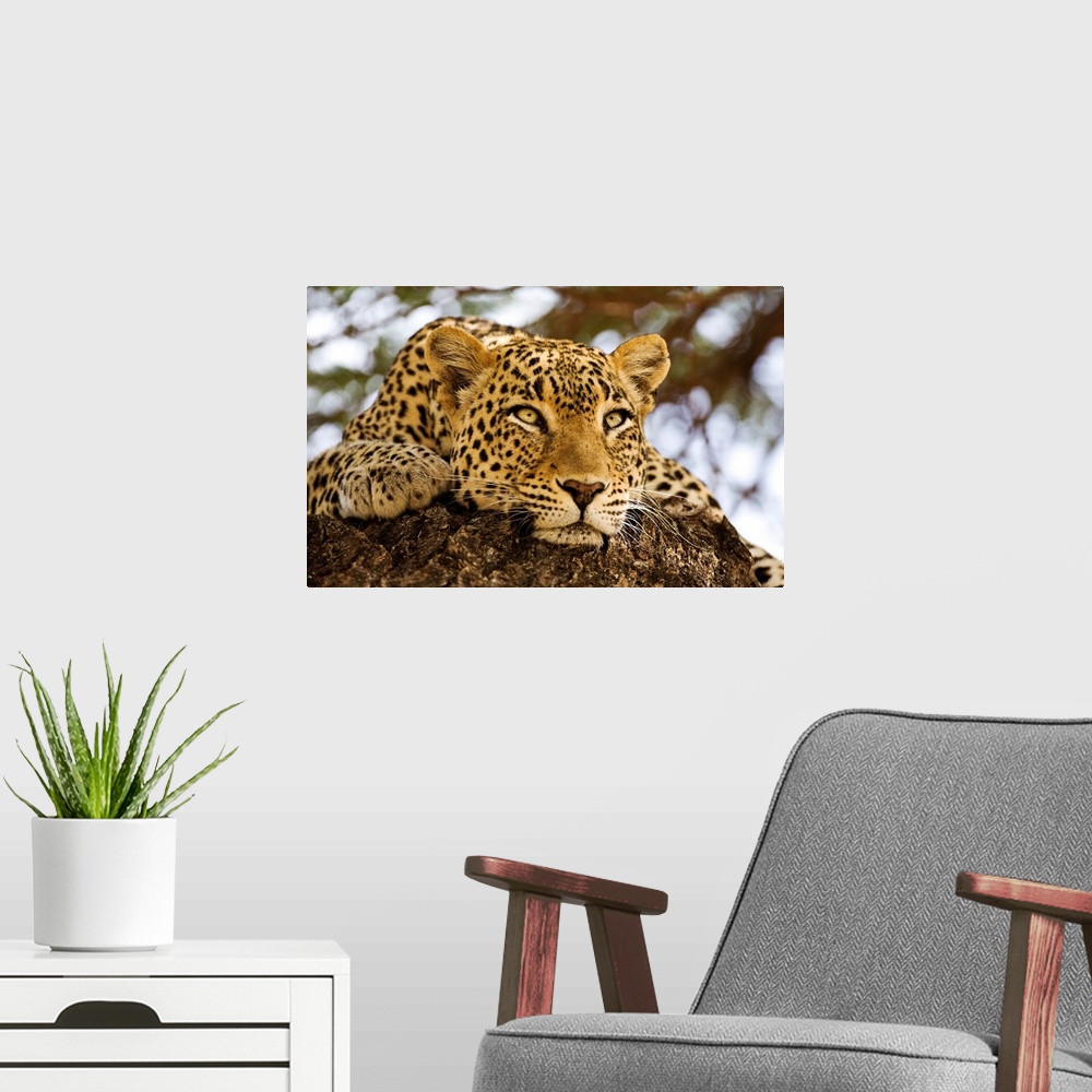 A modern room featuring A close up photograph of a lazy, big cat resting on a rock while watching something out of frame.