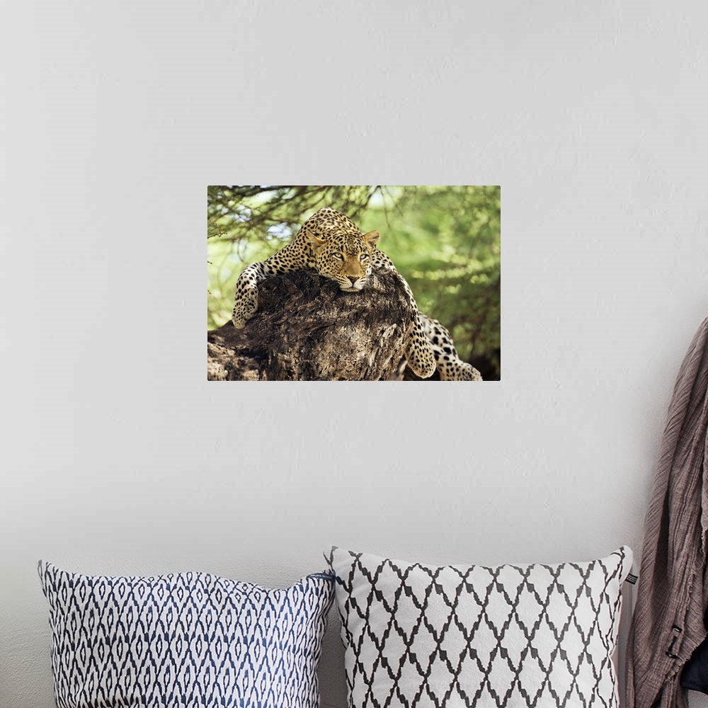 A bohemian room featuring A large leopard rests on a rocky outcropping, with its paws dangling over the edge, staring inten...