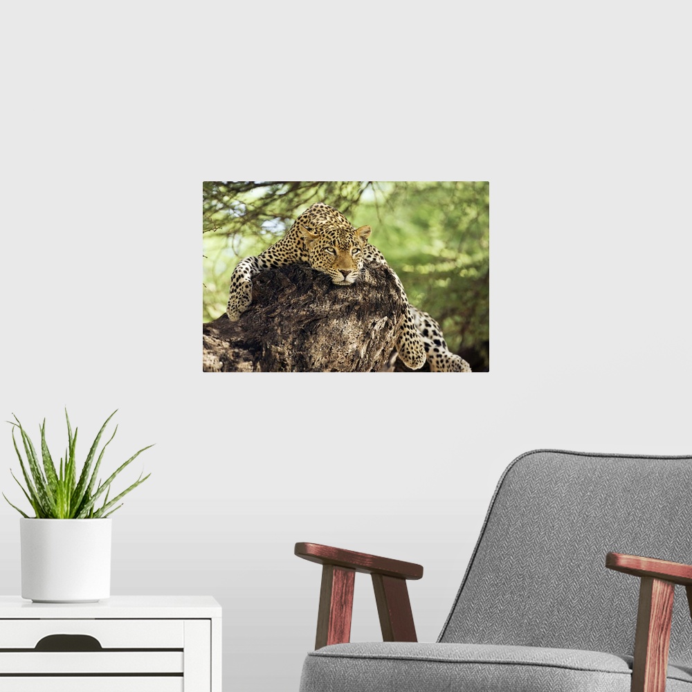 A modern room featuring A large leopard rests on a rocky outcropping, with its paws dangling over the edge, staring inten...