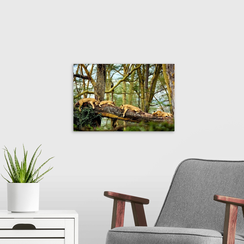 A modern room featuring A horizontal photograph of four big cats sleeping on a fallen log in the forest that is perfect f...