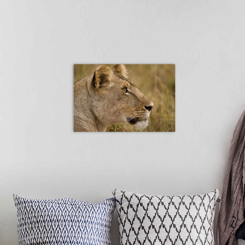A bohemian room featuring African Lion Majesty