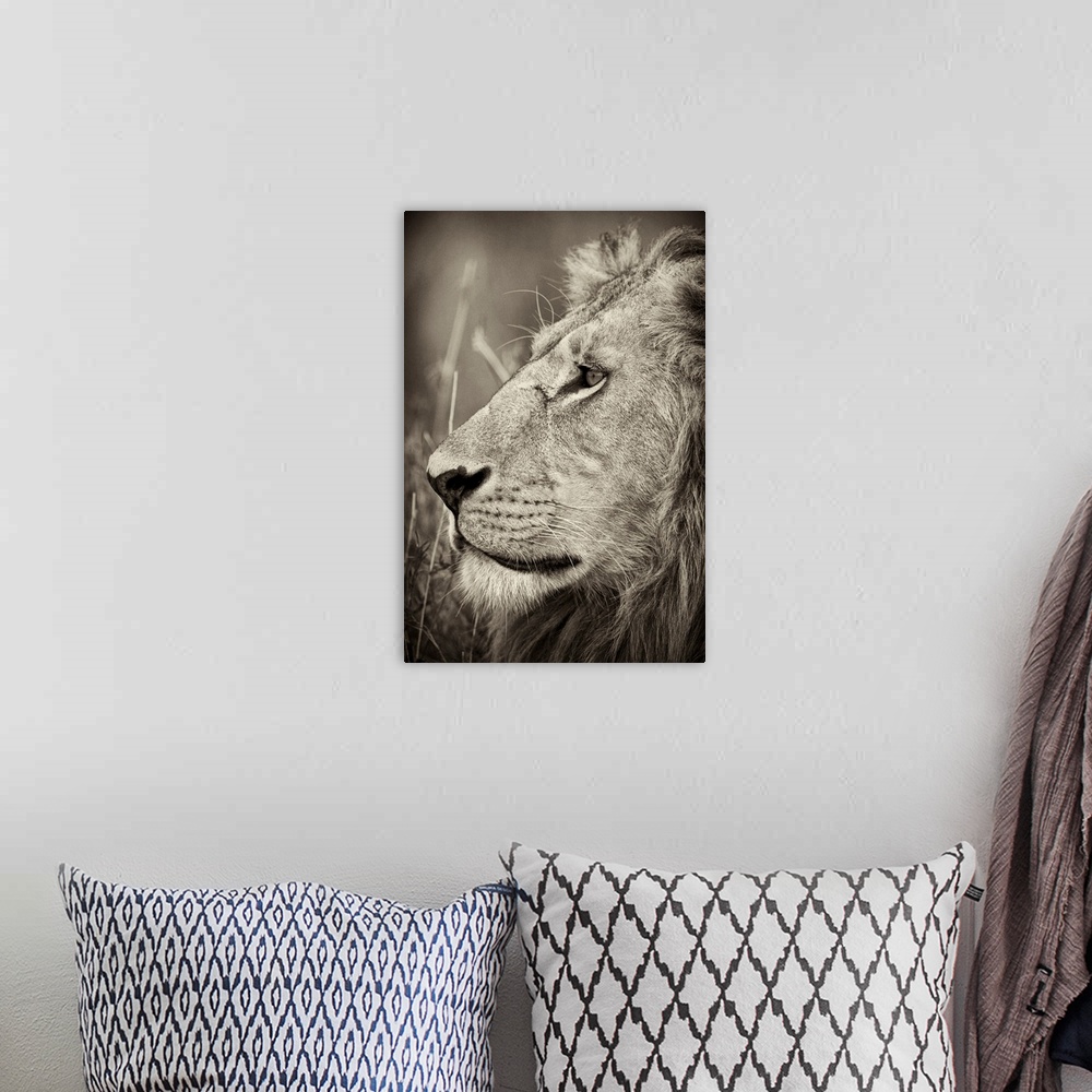A bohemian room featuring A large vertical black and white photograph of a proud adult male lion with a mane staring off in...