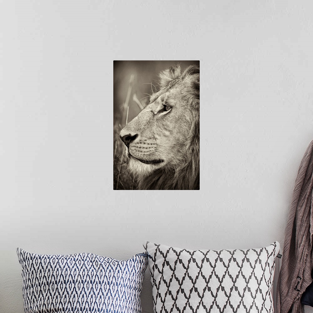 A bohemian room featuring A large vertical black and white photograph of a proud adult male lion with a mane staring off in...