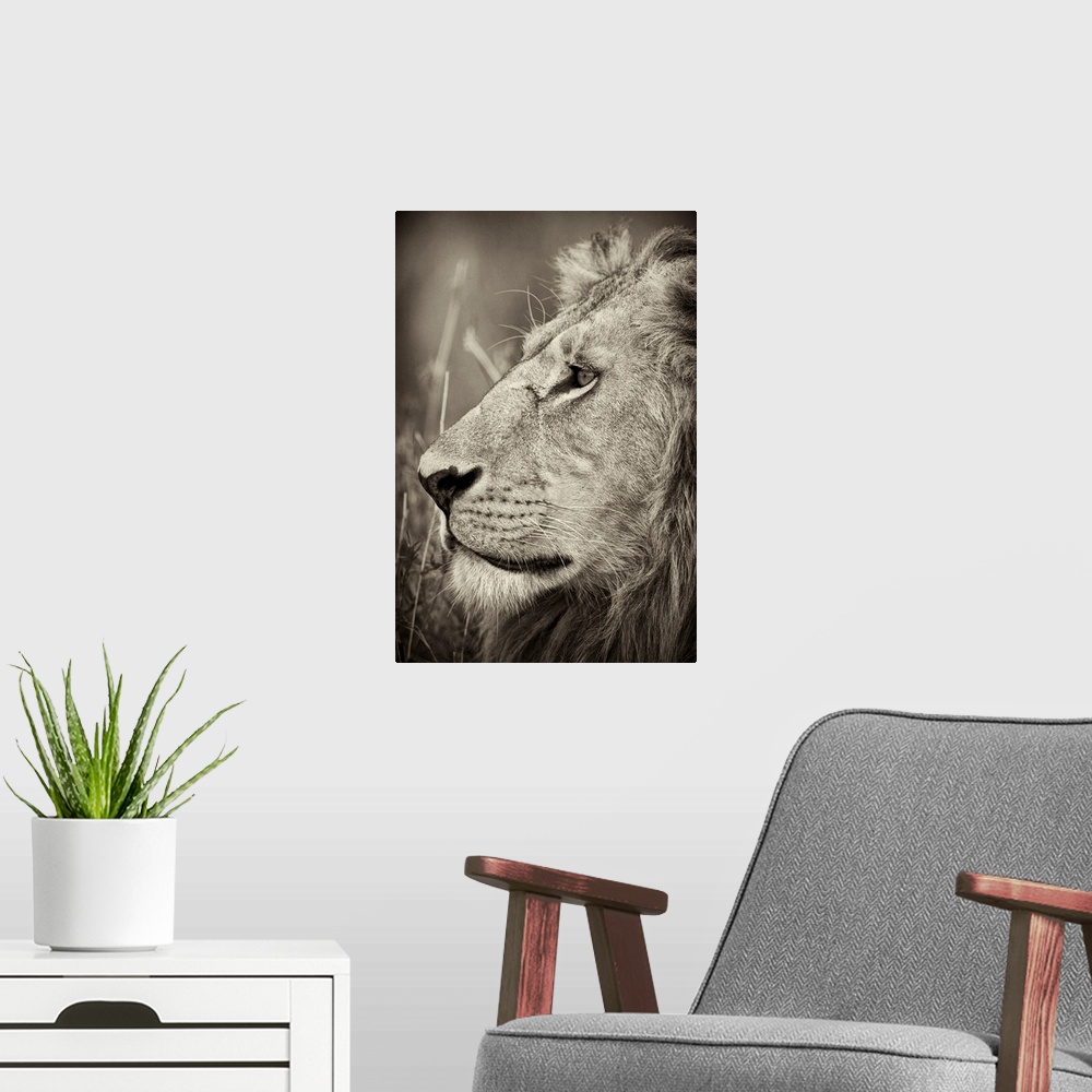 A modern room featuring A large vertical black and white photograph of a proud adult male lion with a mane staring off in...