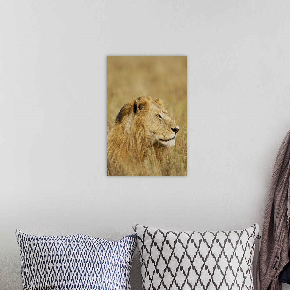 A bohemian room featuring African Lion Majesty
