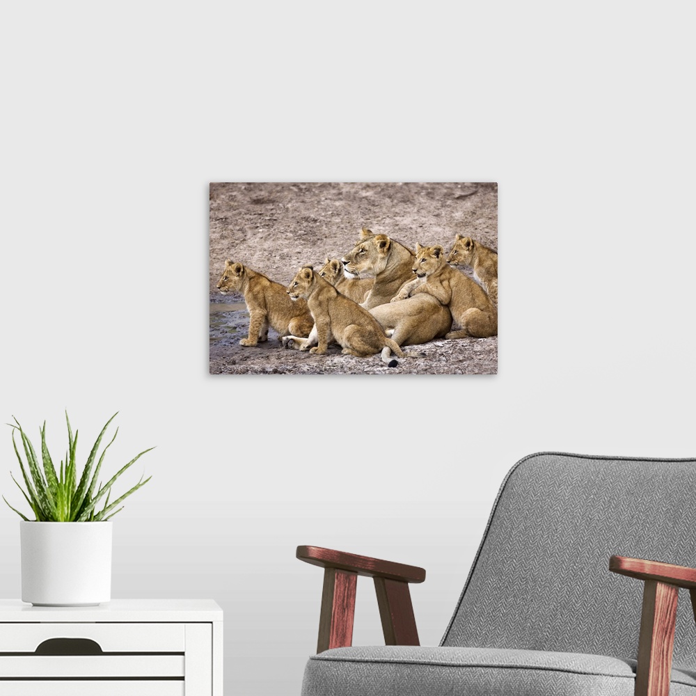 A modern room featuring African Lion Pride