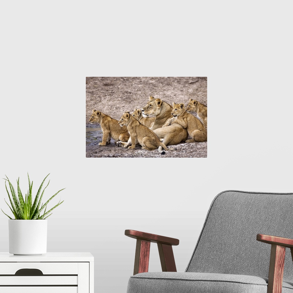 A modern room featuring African Lion Pride