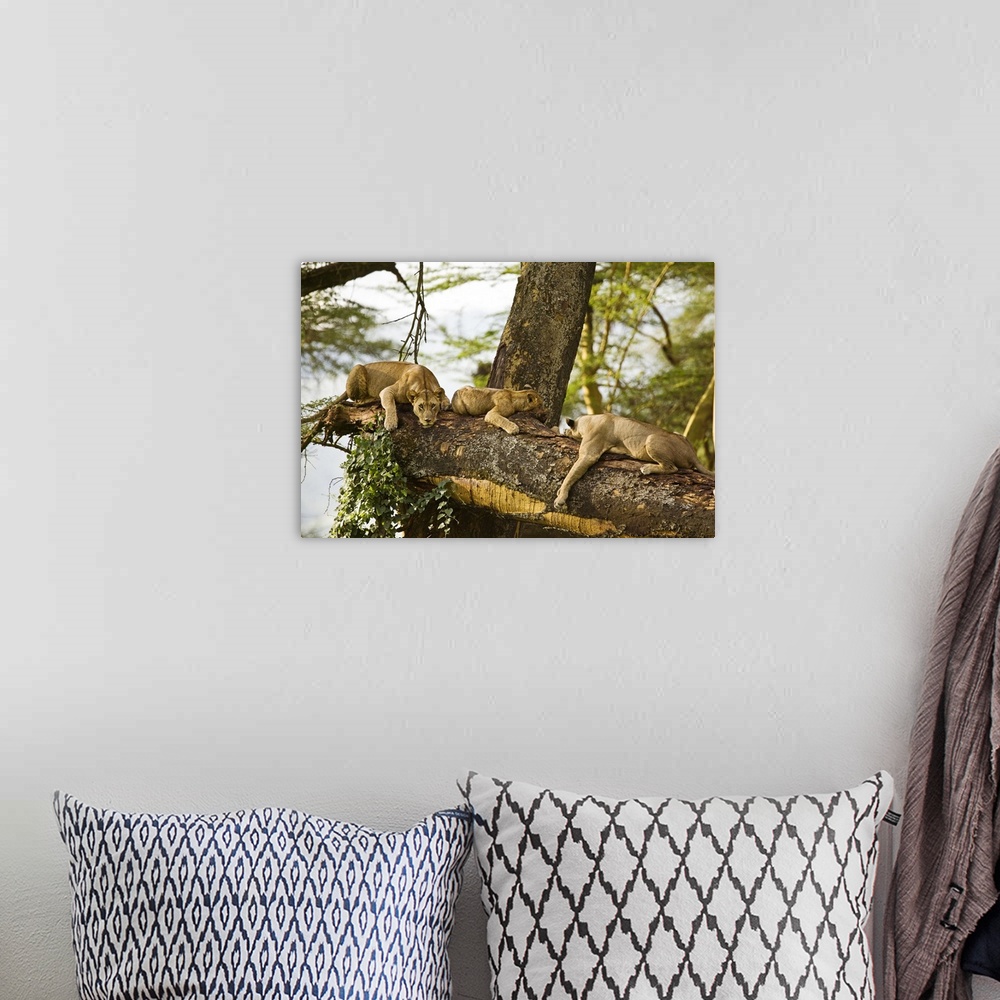 A bohemian room featuring African Lions on Tree
