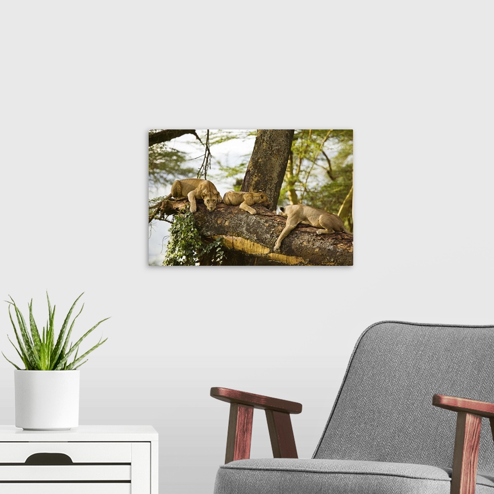 A modern room featuring African Lions on Tree