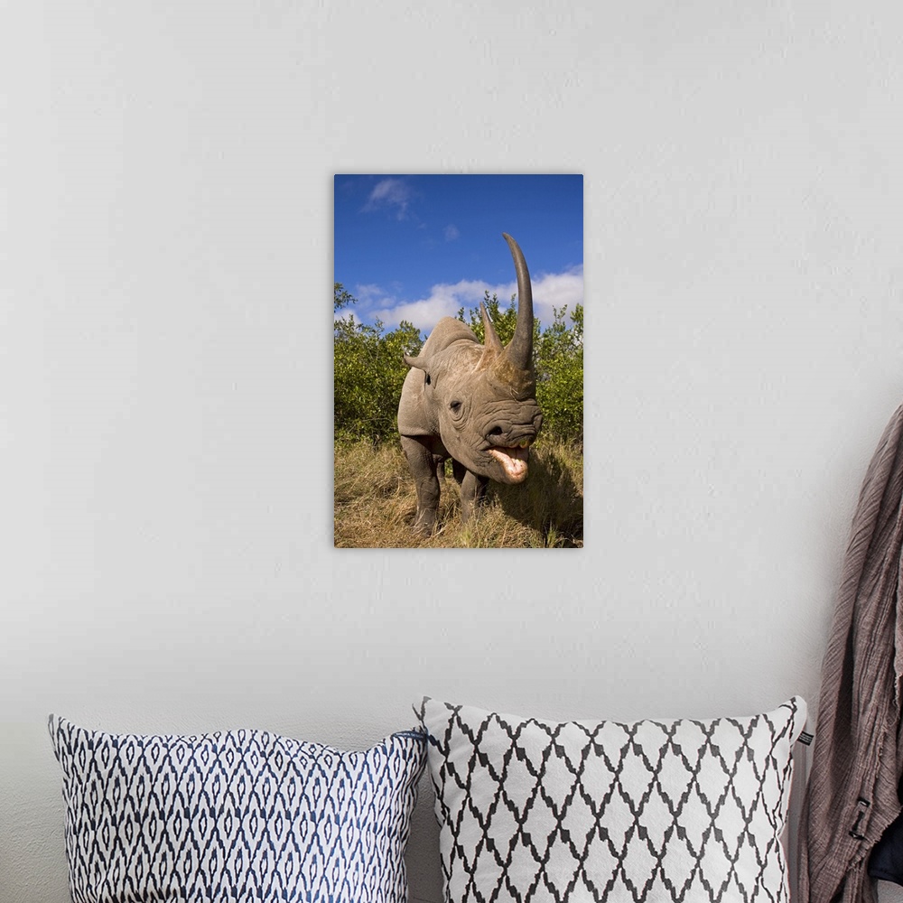A bohemian room featuring African rhino