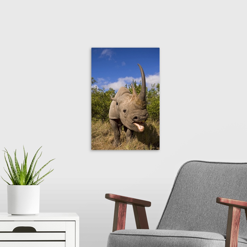 A modern room featuring African rhino