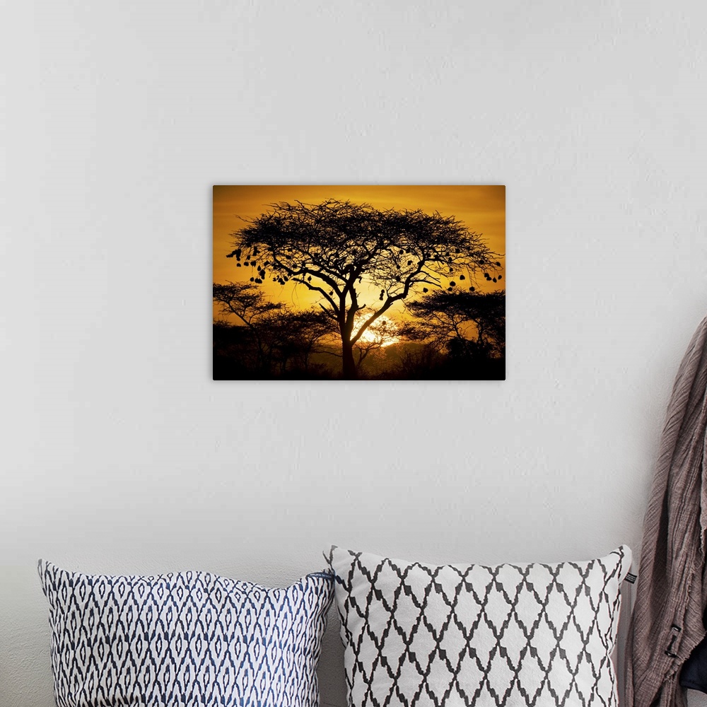 A bohemian room featuring Large, landscape photograph of a tree and bushes of an African landscape, silhouetted by the sett...