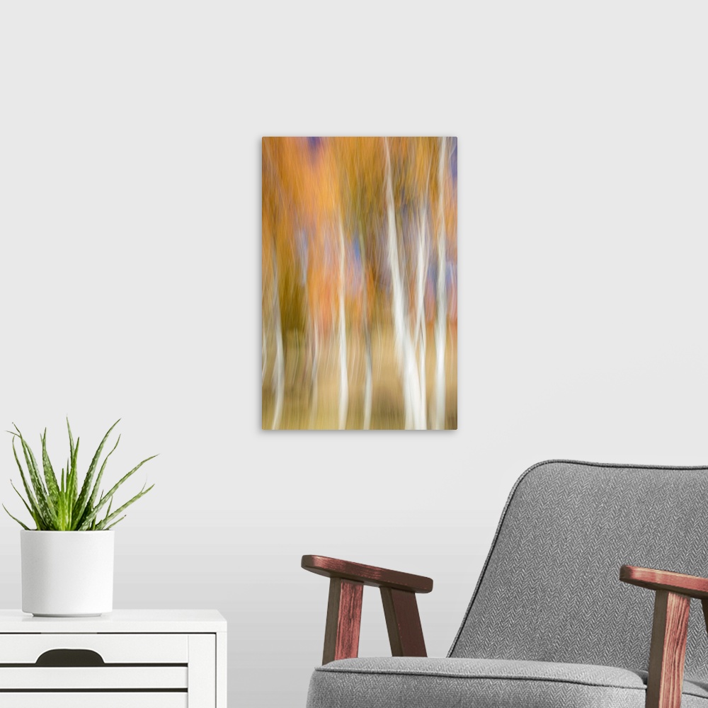 A modern room featuring Aspen trees and fall color foliage with camera blur movement