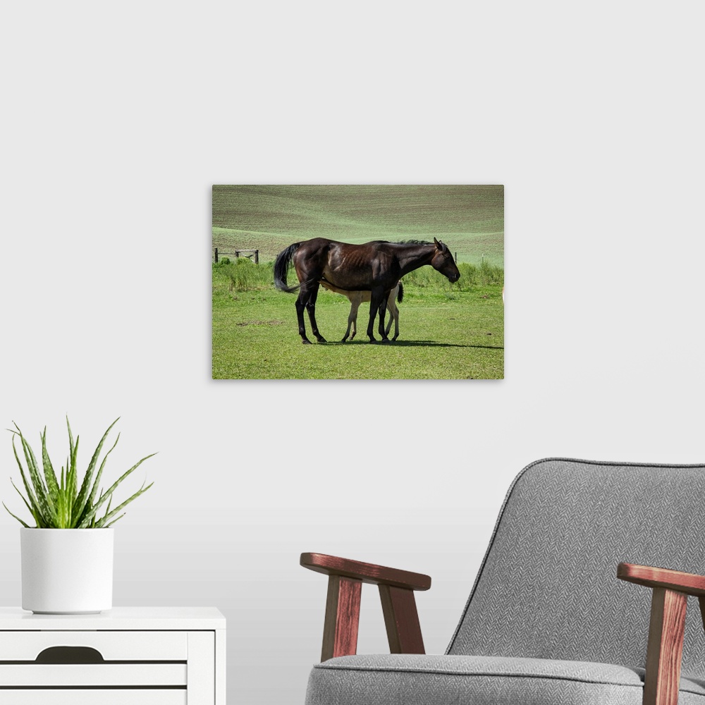 A modern room featuring Baby foal nursing from its mother in the Palouse.