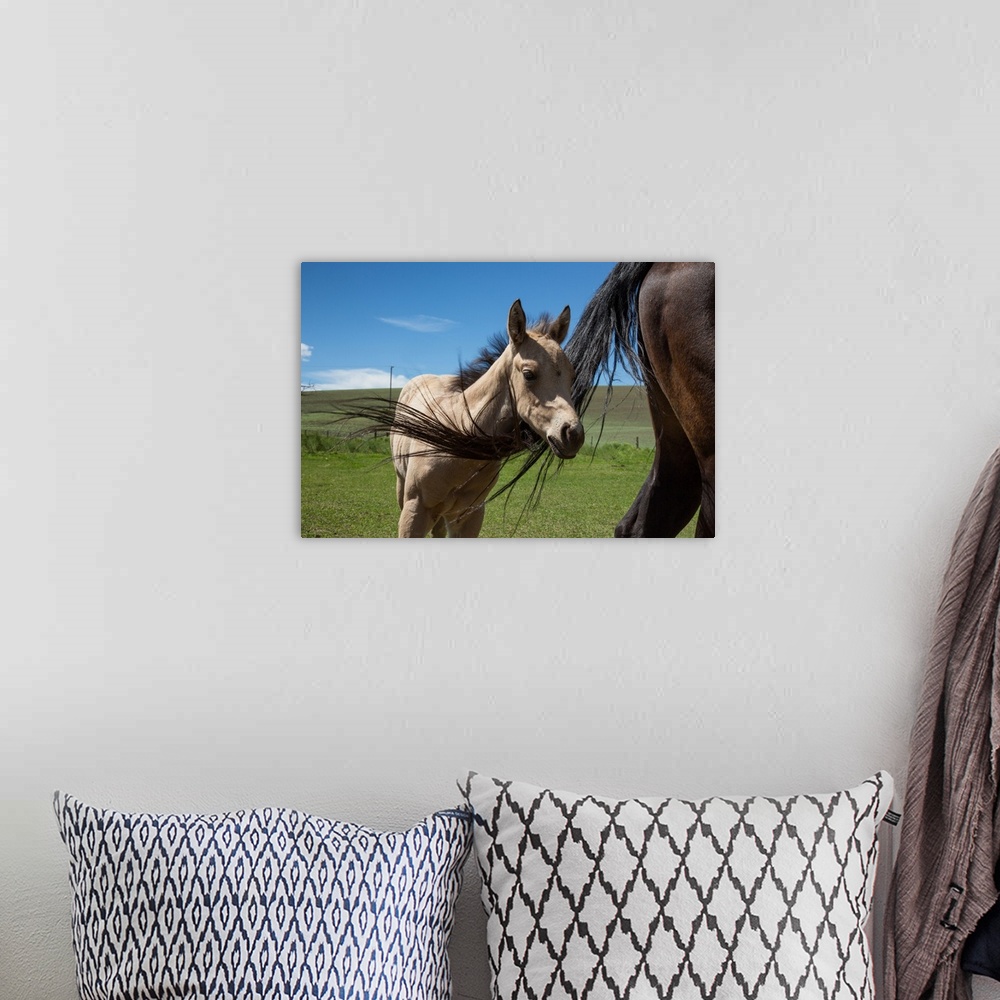 A bohemian room featuring Baby foal with mother in the Palouse region of Washington.