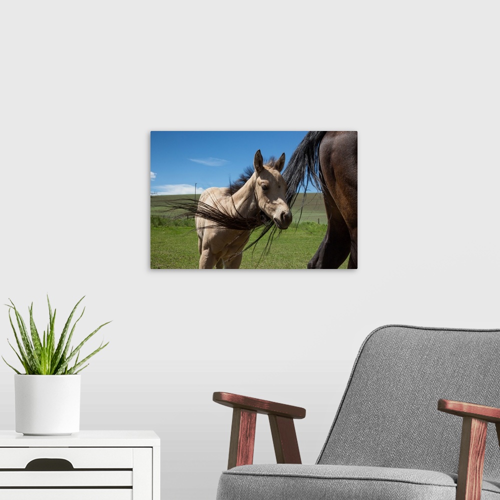 A modern room featuring Baby foal with mother in the Palouse region of Washington.