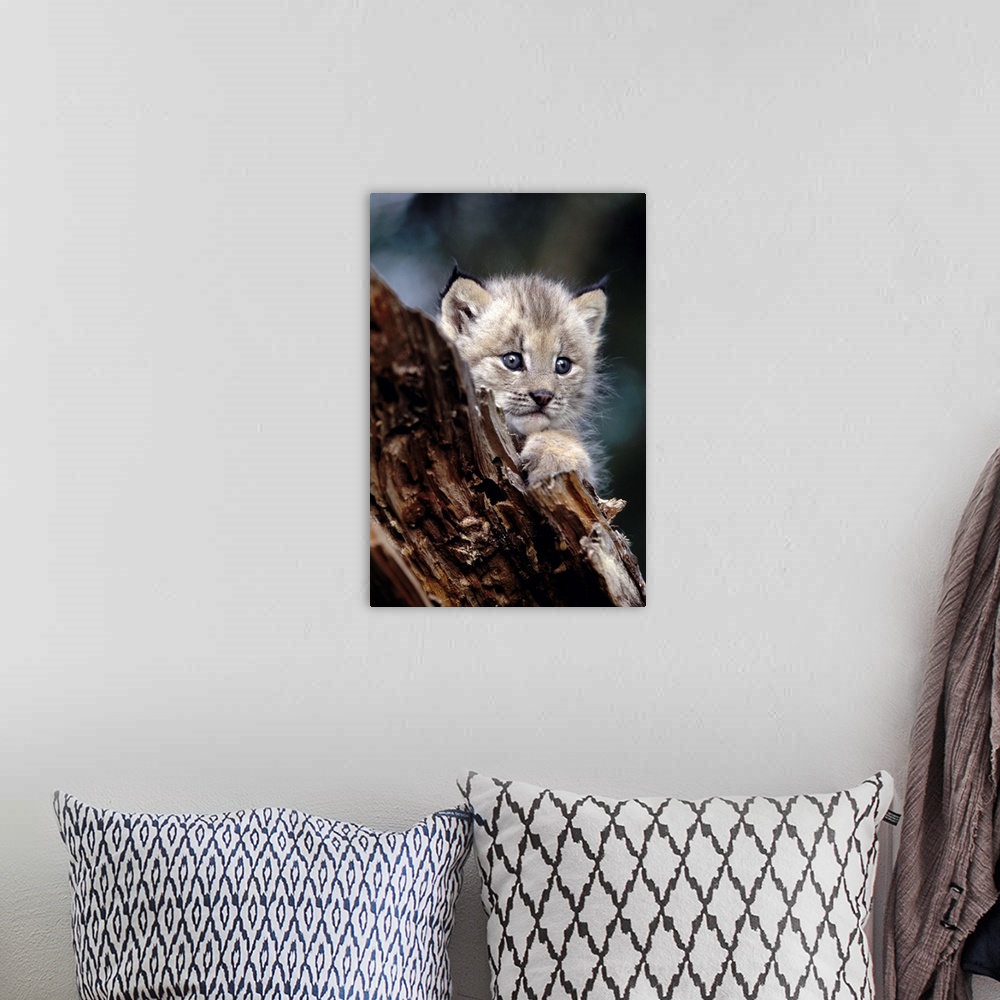 A bohemian room featuring Baby Lynx in a tree
