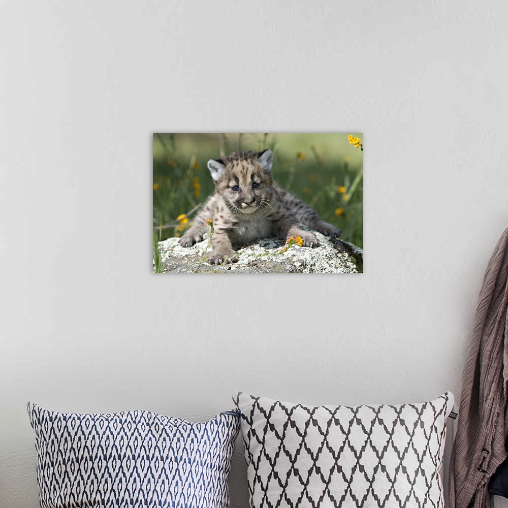 A bohemian room featuring Baby mountain lion in the woods, Yosemite, California
