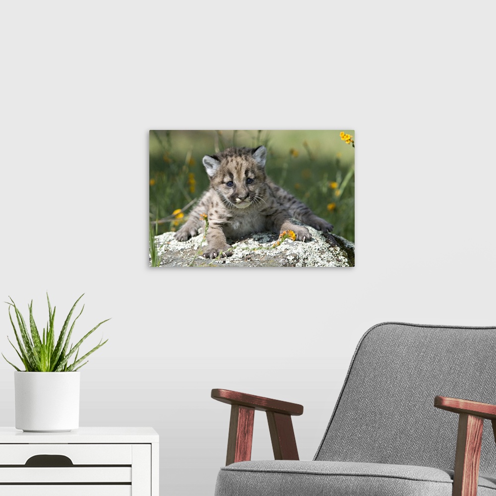 A modern room featuring Baby mountain lion in the woods, Yosemite, California