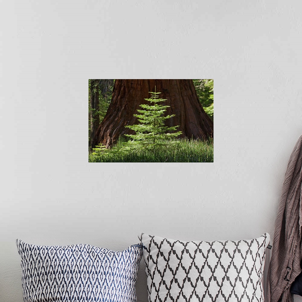A bohemian room featuring Symmetrically composed photo of a small sapling growing next to a huge, full-grown tree in the wo...