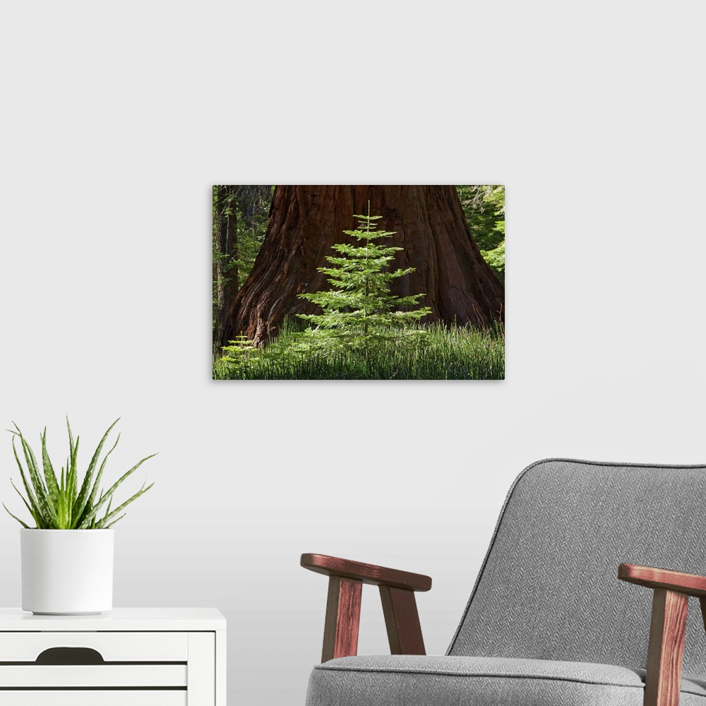 A modern room featuring Symmetrically composed photo of a small sapling growing next to a huge, full-grown tree in the wo...