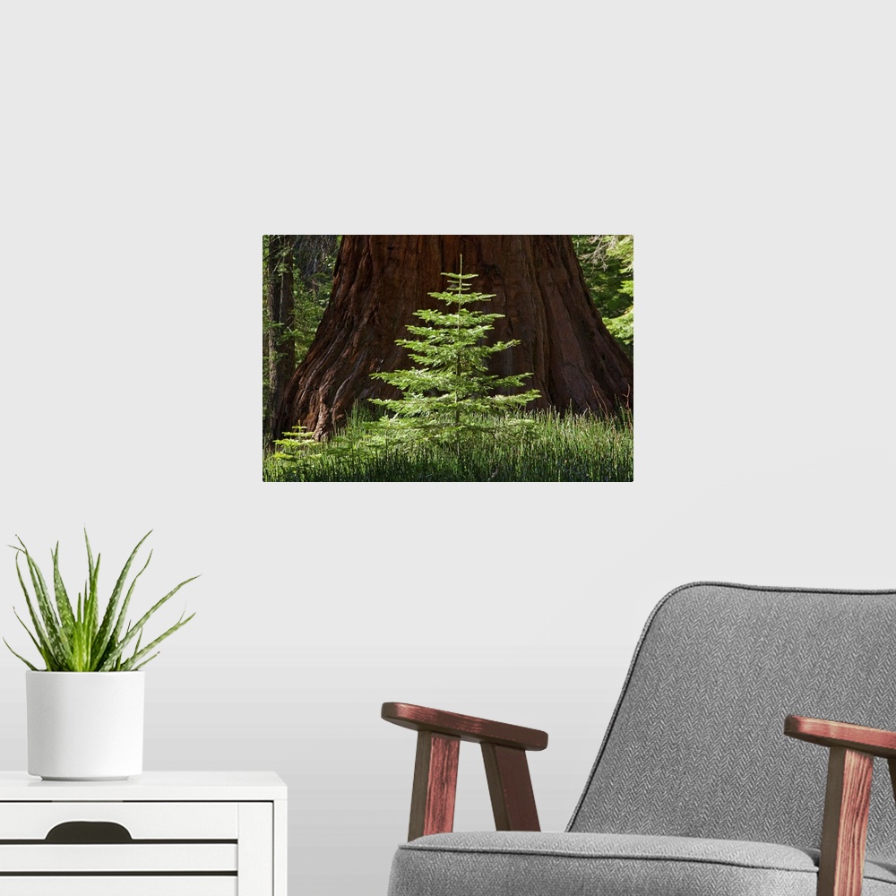 A modern room featuring Symmetrically composed photo of a small sapling growing next to a huge, full-grown tree in the wo...