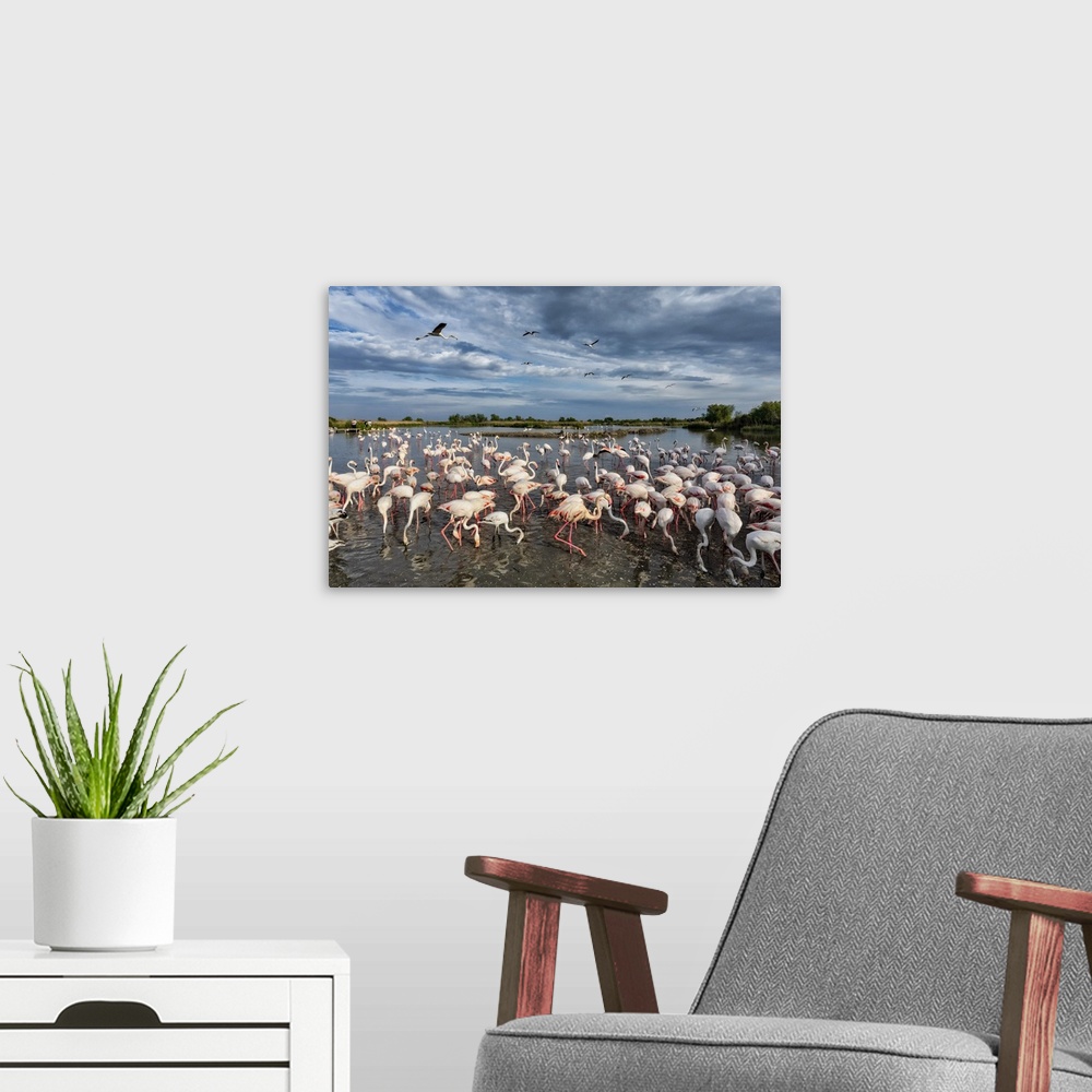 A modern room featuring Flamingos in the air and the water in France.