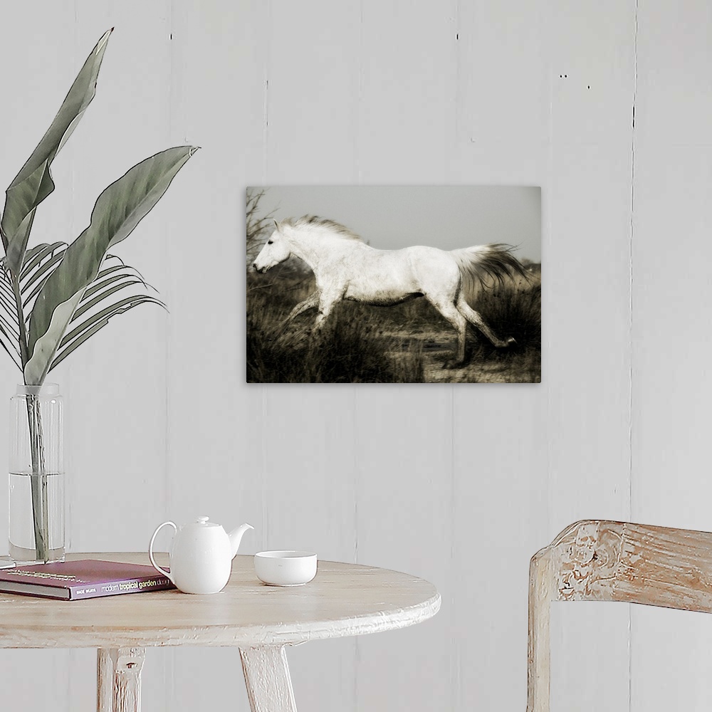 A farmhouse room featuring Camargue horse running at sunset, Arles, France