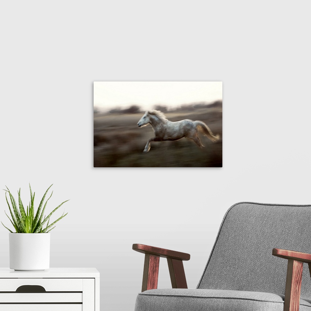 A modern room featuring Camargue horse running at sunset, Arles, France