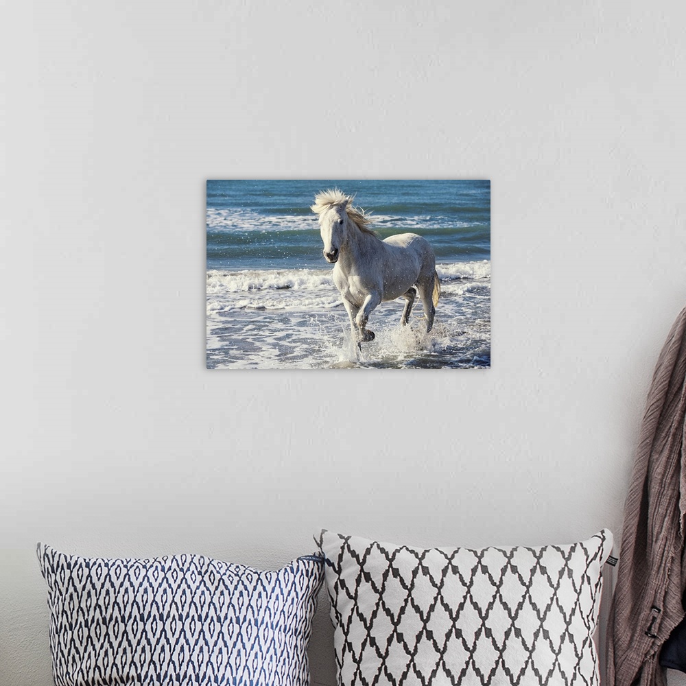 A bohemian room featuring Camargue Horse running on the beach, South of France, France