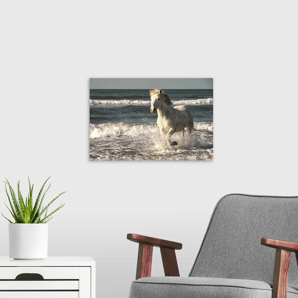 A modern room featuring Camargue Horse running on the beach, South of France, France
