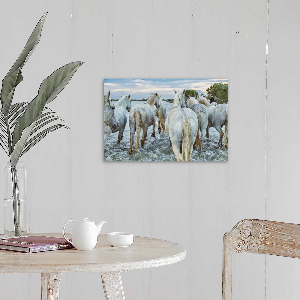 A farmhouse room featuring The white horses of the Camargue on the beach in the south of France.