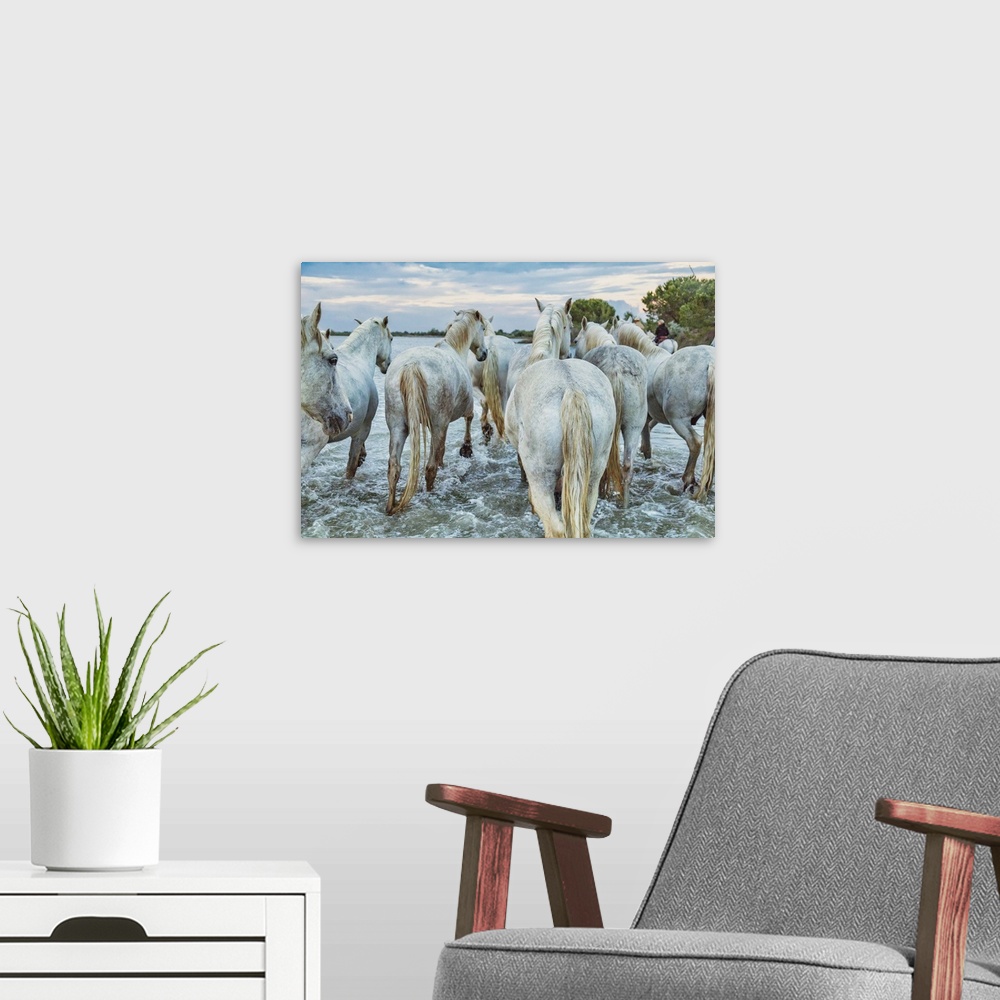 A modern room featuring The white horses of the Camargue on the beach in the south of France.