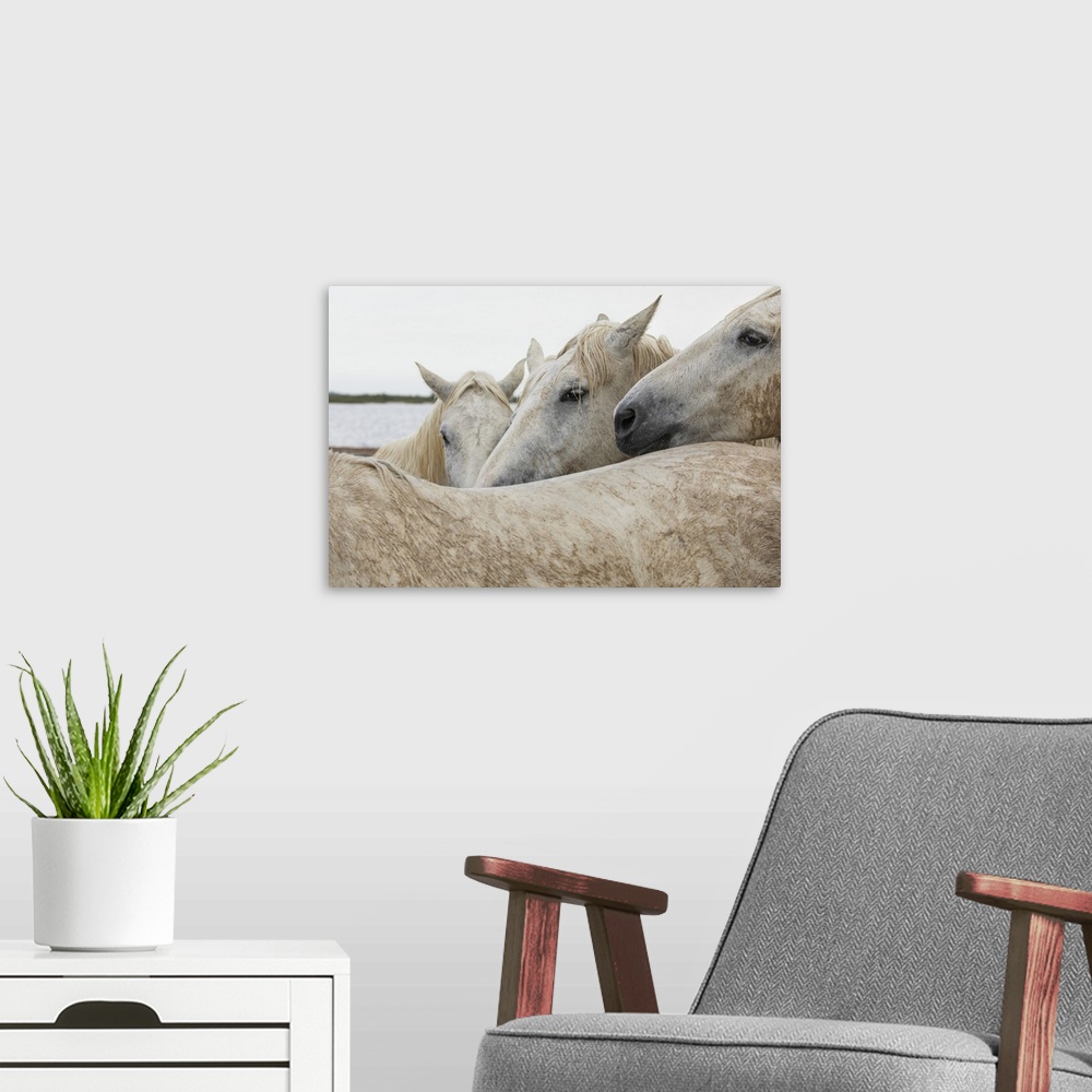 A modern room featuring The white horses of the Camargue on the beach in the south of France.