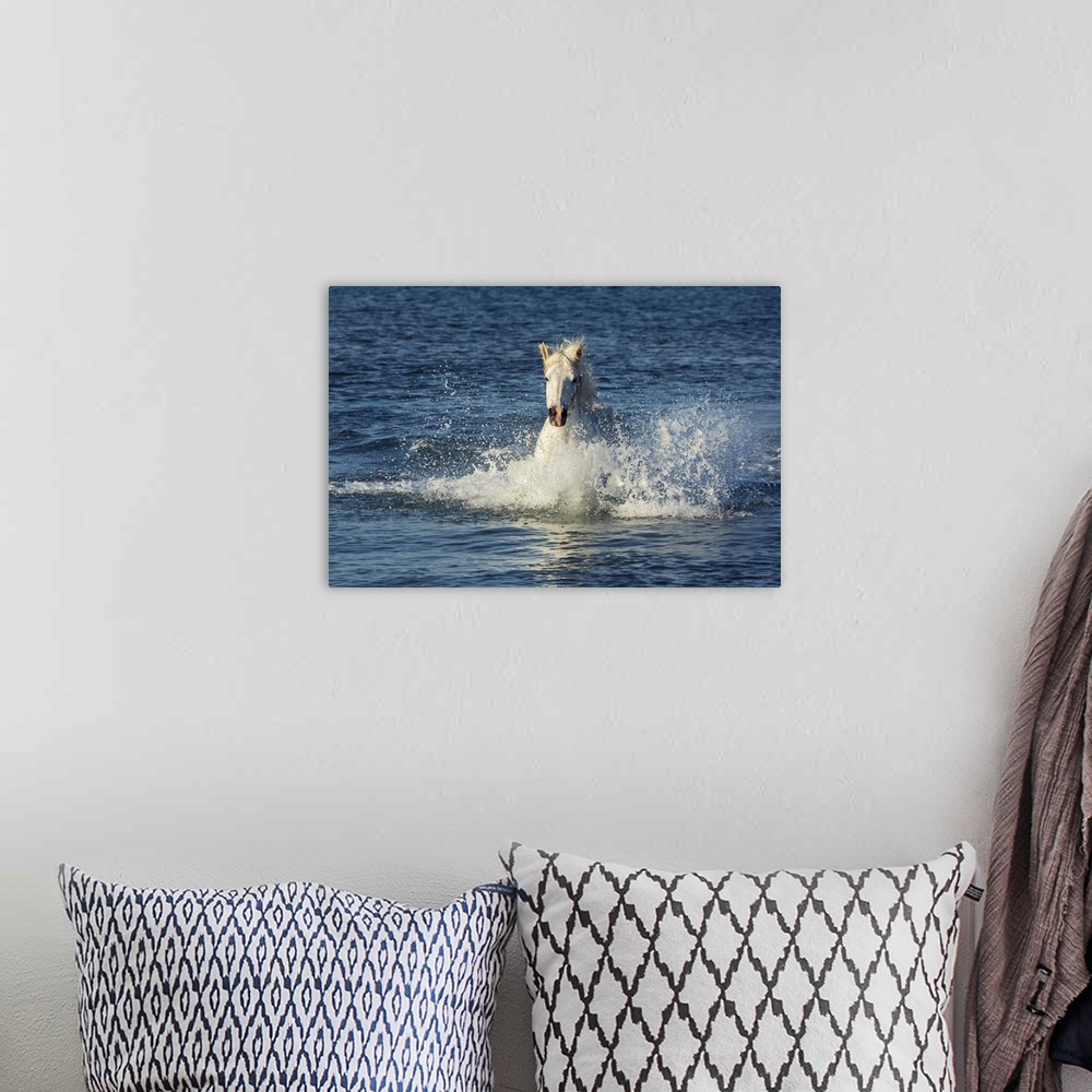A bohemian room featuring White horse of the Camargue running in the ocean .