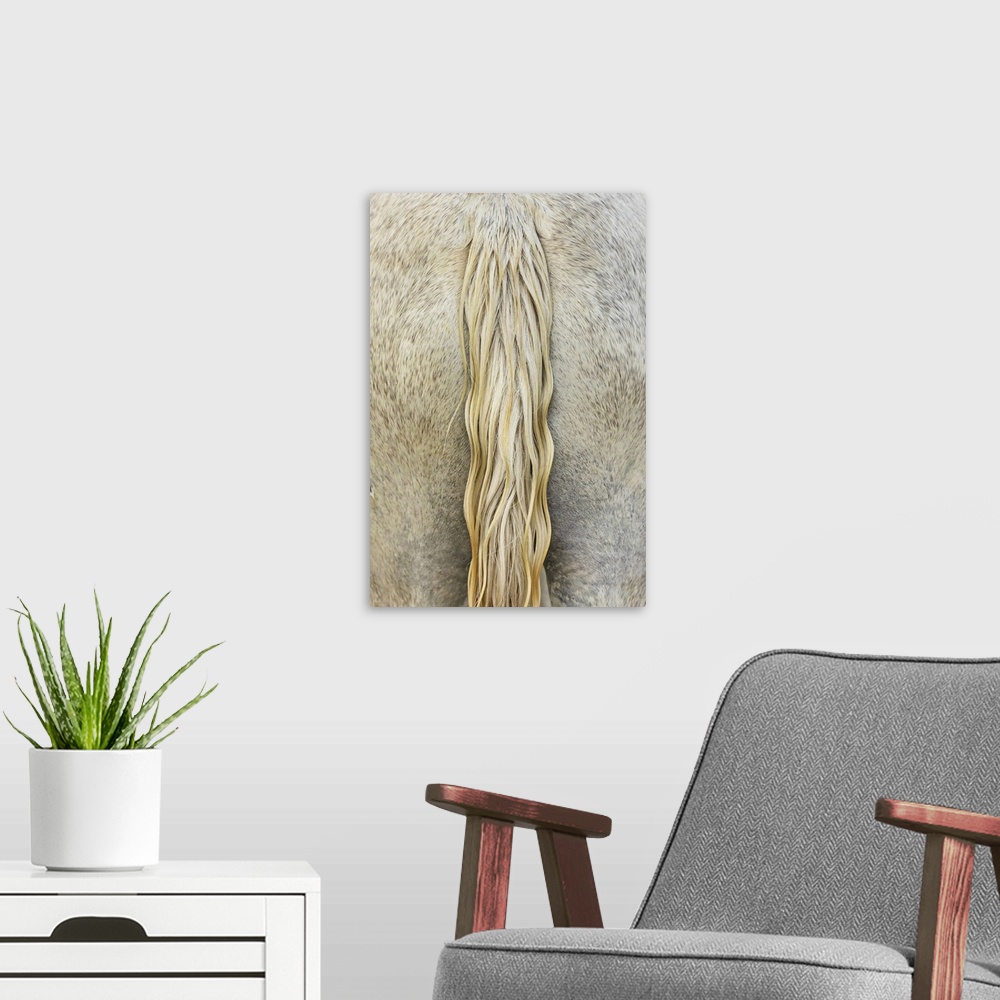 A modern room featuring The tail of a white horse of the Camargue in the south of France.