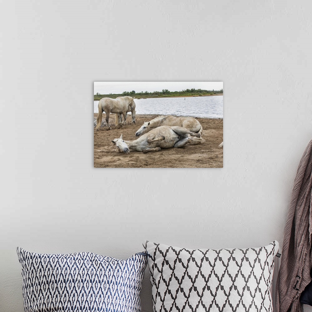 A bohemian room featuring The white horses of the Camargue rolling in the dirt.