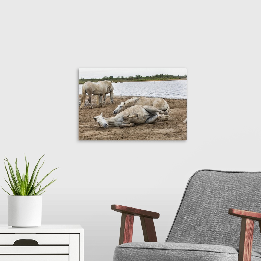 A modern room featuring The white horses of the Camargue rolling in the dirt.