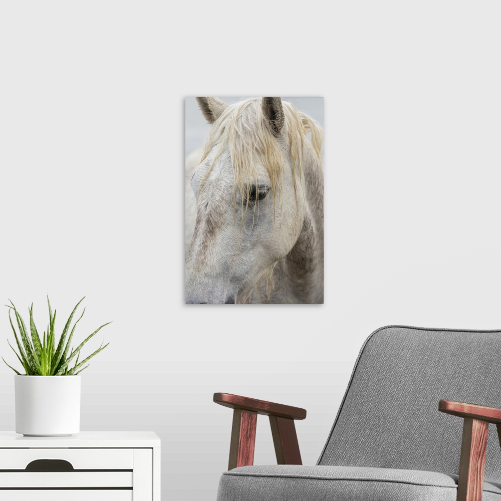 A modern room featuring Close up of a white horse of the Camargue in the south of France.