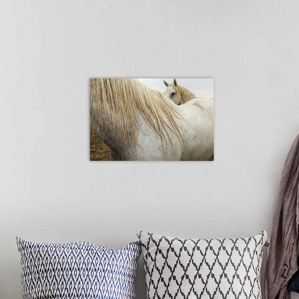 A bohemian room featuring Close up of a white horse of the Camargue in the south of France.