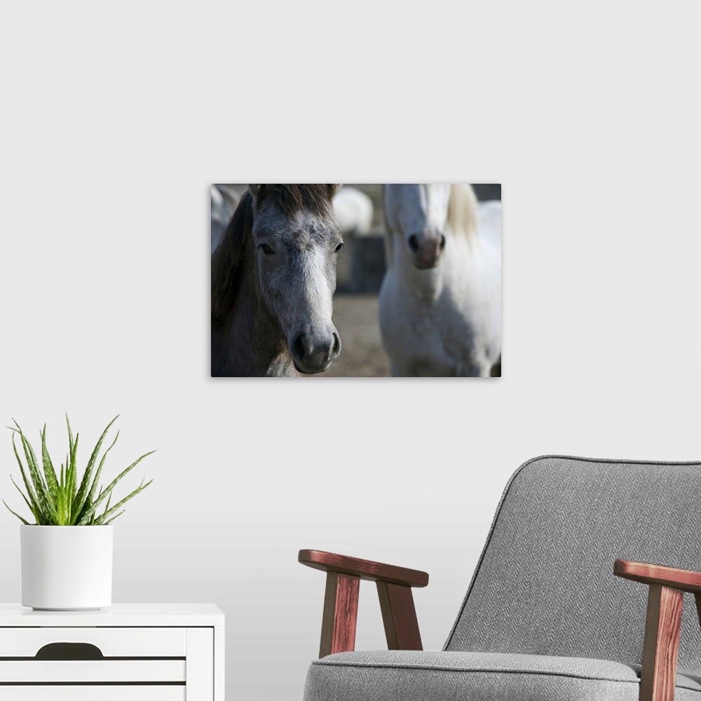 A modern room featuring Camargue horses at sunset, Arles, France