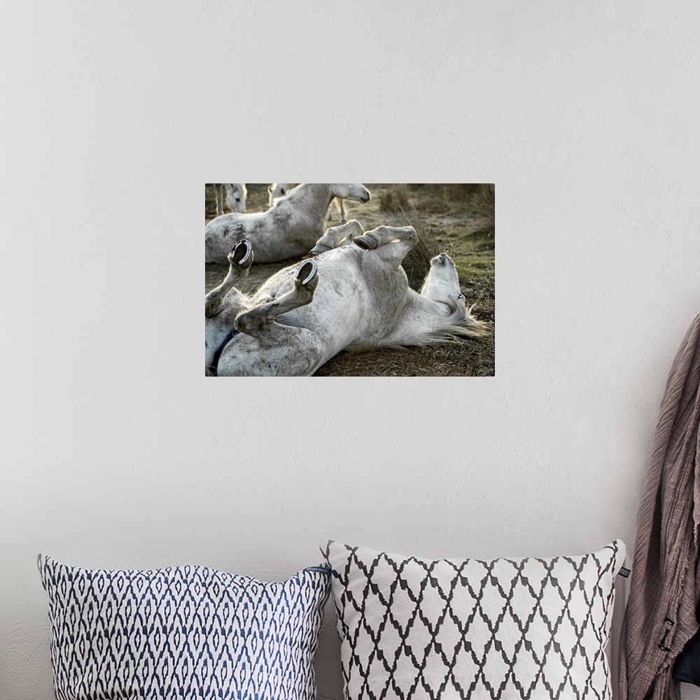 A bohemian room featuring Large, landscape photograph of several Camargue horses on a grassy field, the one in the foregrou...
